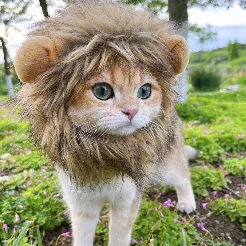 cat-wearing-lion-mane-costume