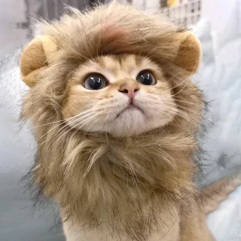 lion-mane-cat-costume-front-view