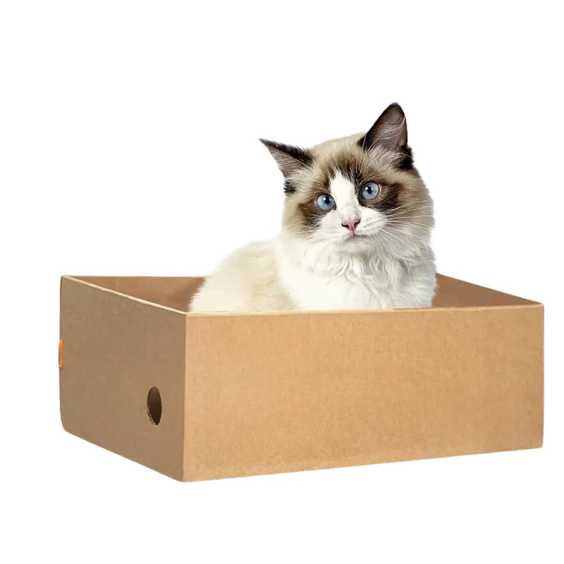 Blue-eyed cat sitting inside an open cardboard scratcher box
